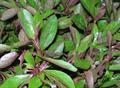 dwarf copperleaf